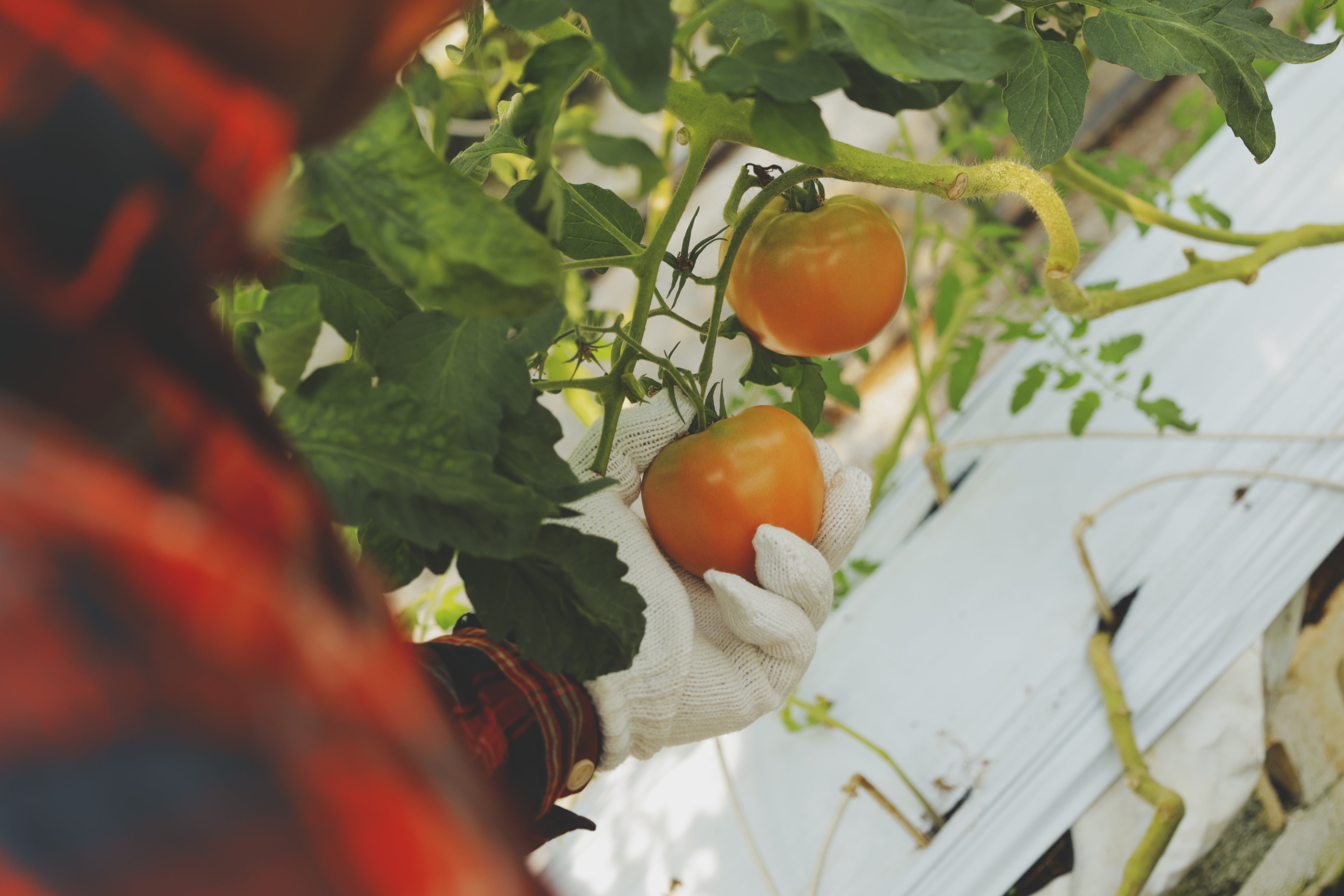 はやとまと | 熊本市産完熟トマト🍅