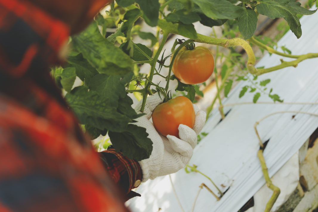 image in image with text