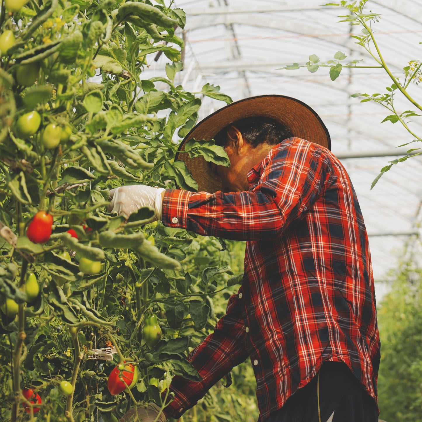 限定100箱 熊本市産 完全樹熟「はやとまと」1kg