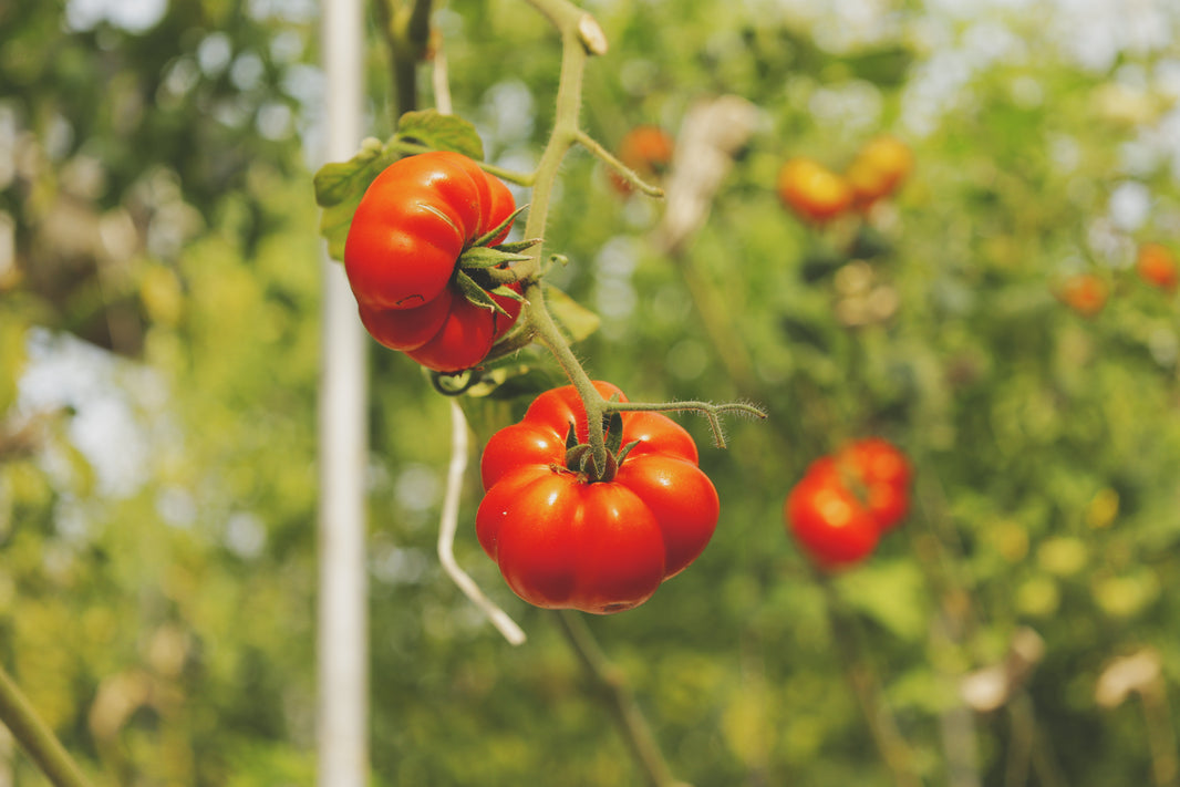 image in image with text