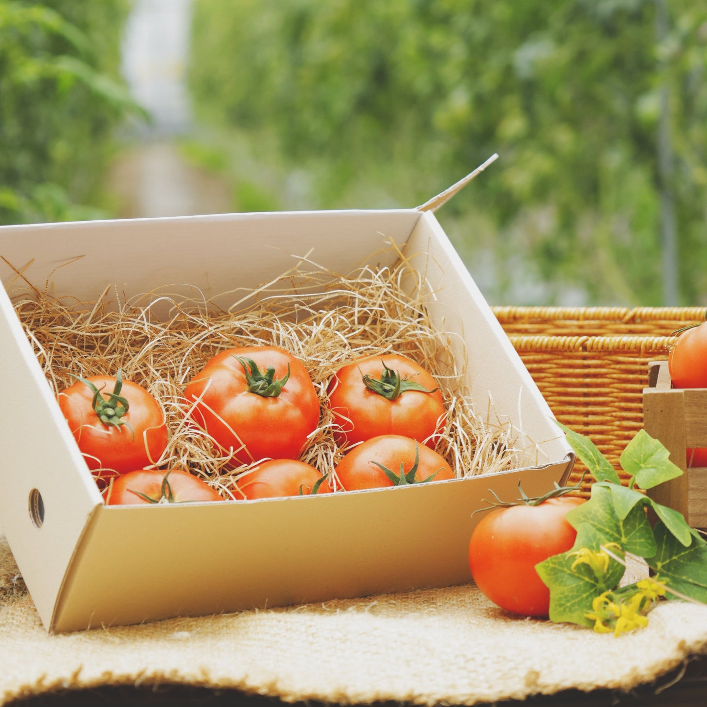 限定100箱 熊本市産 完全樹熟「はやとまと」1kg