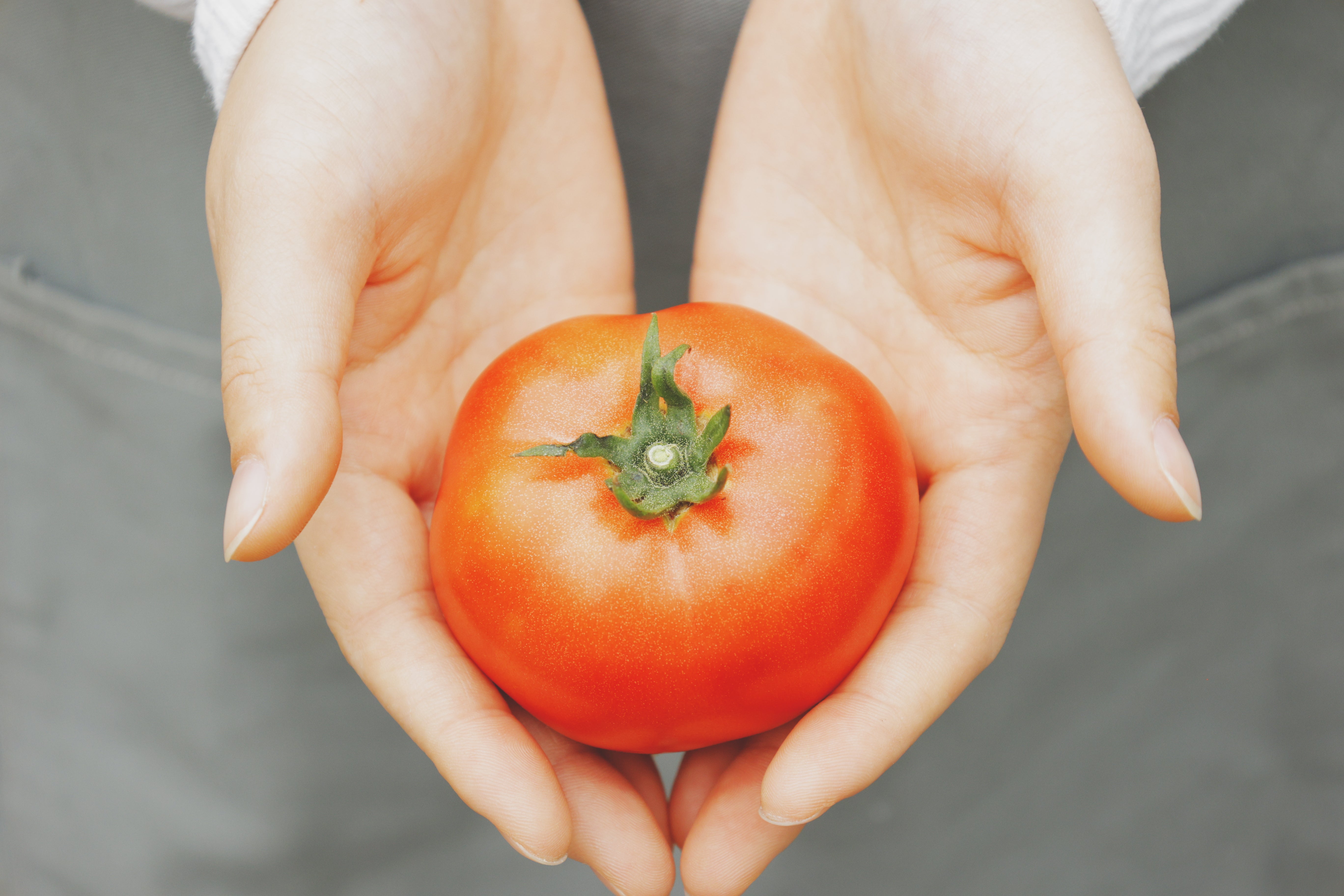 とまと はやとまと | 熊本市産完熟トマト🍅