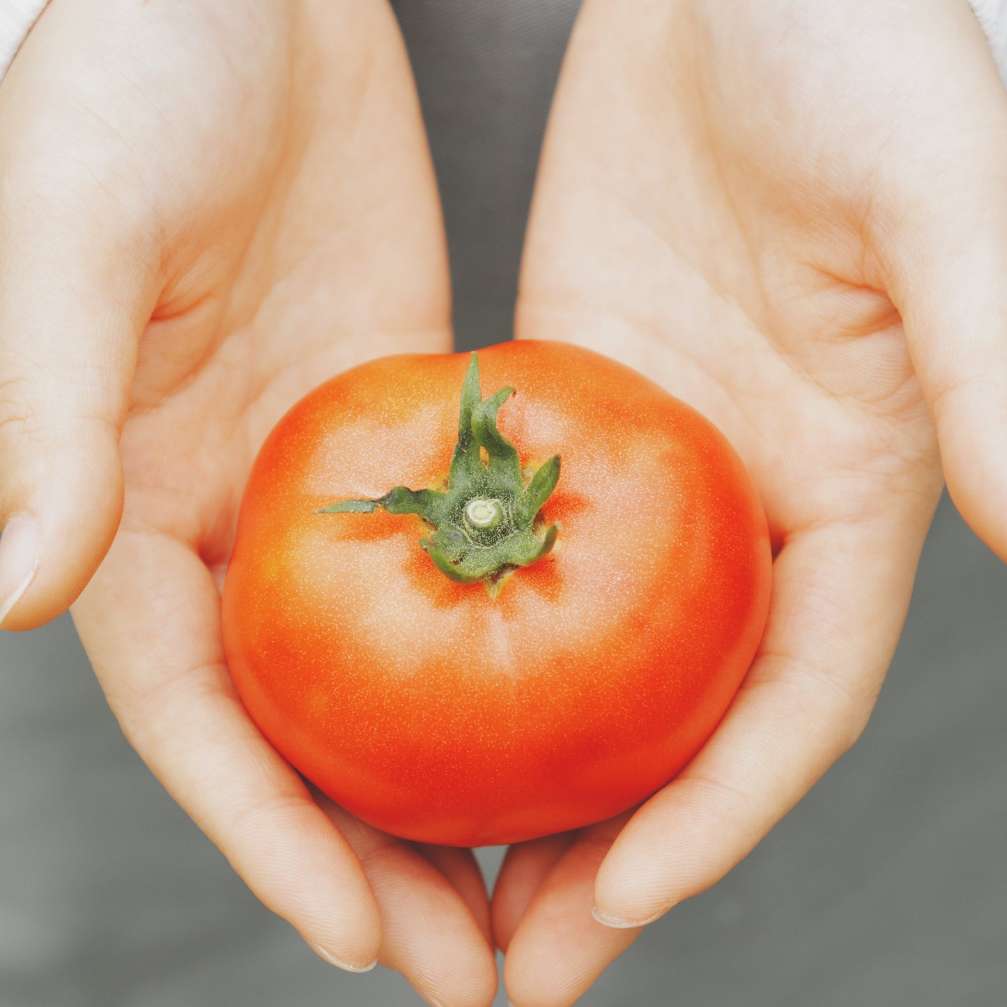 限定100箱 熊本市産 完全樹熟「はやとまと」1kg