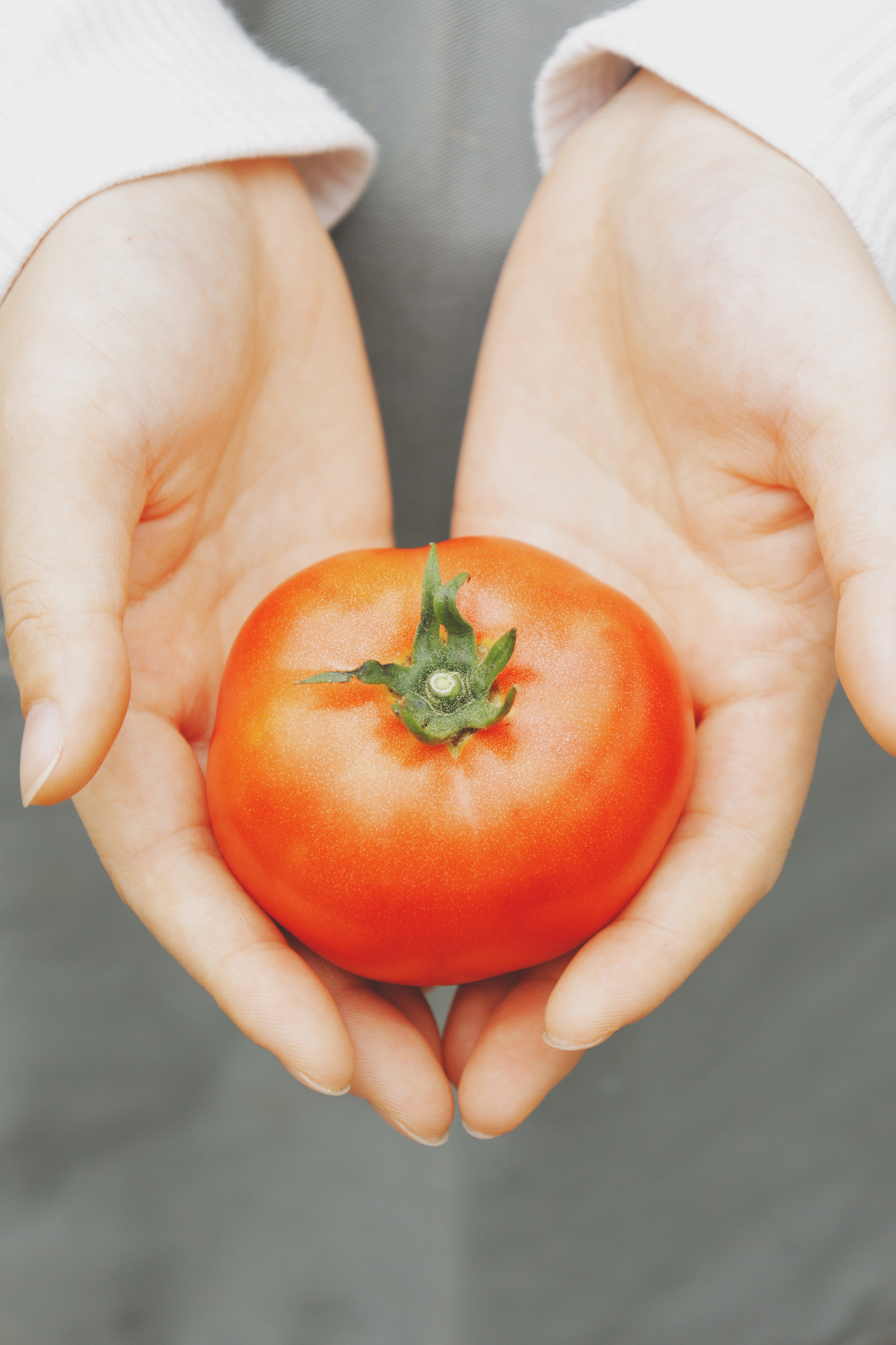 とまと はやとまと | 熊本市産完熟トマト🍅