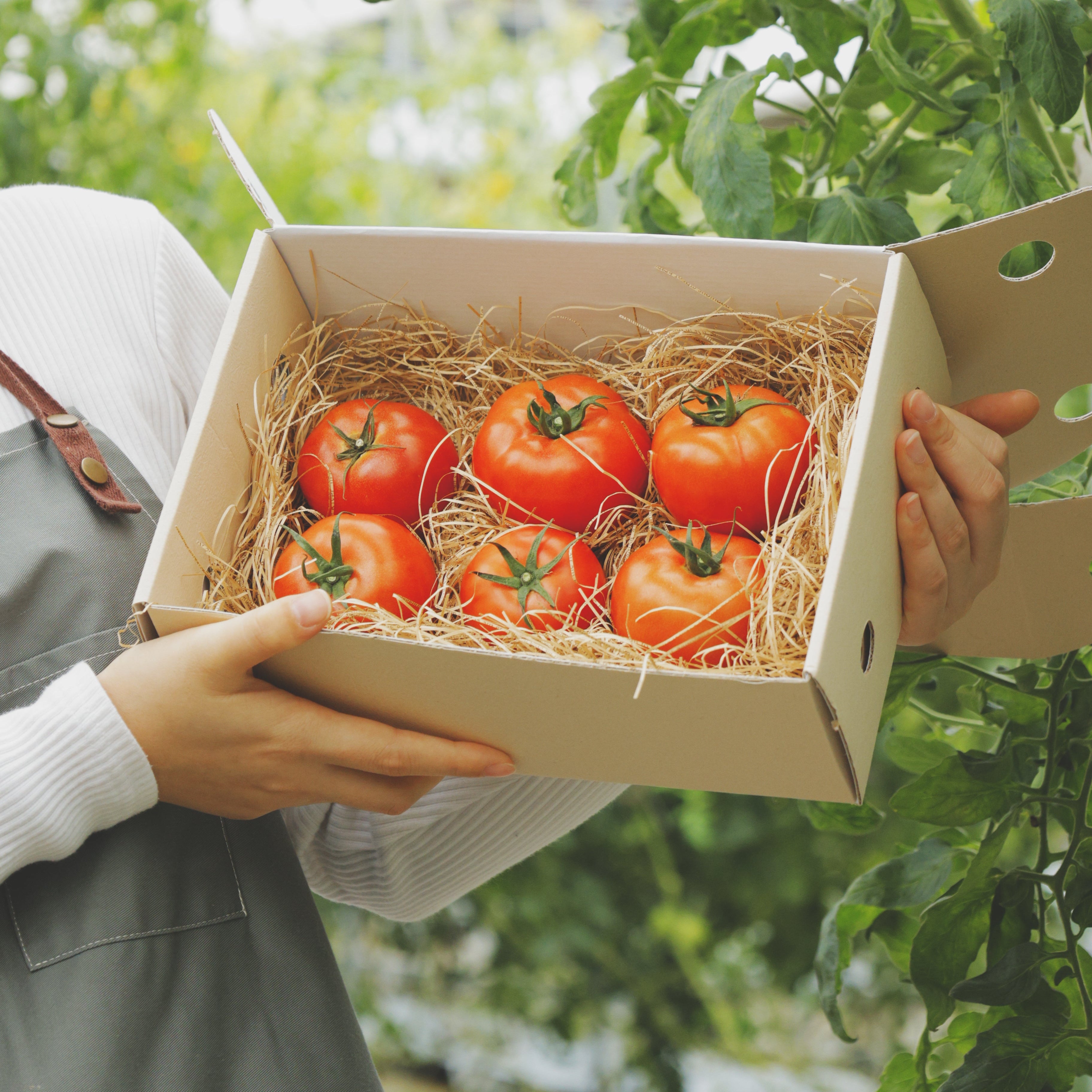 熊本市産 完全樹熟「はやとまと」1kg