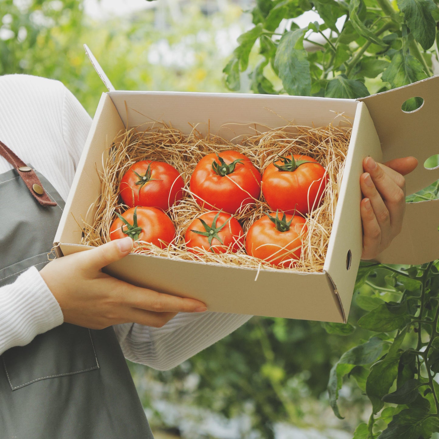 限定100箱 熊本市産 完全樹熟「はやとまと」1kg