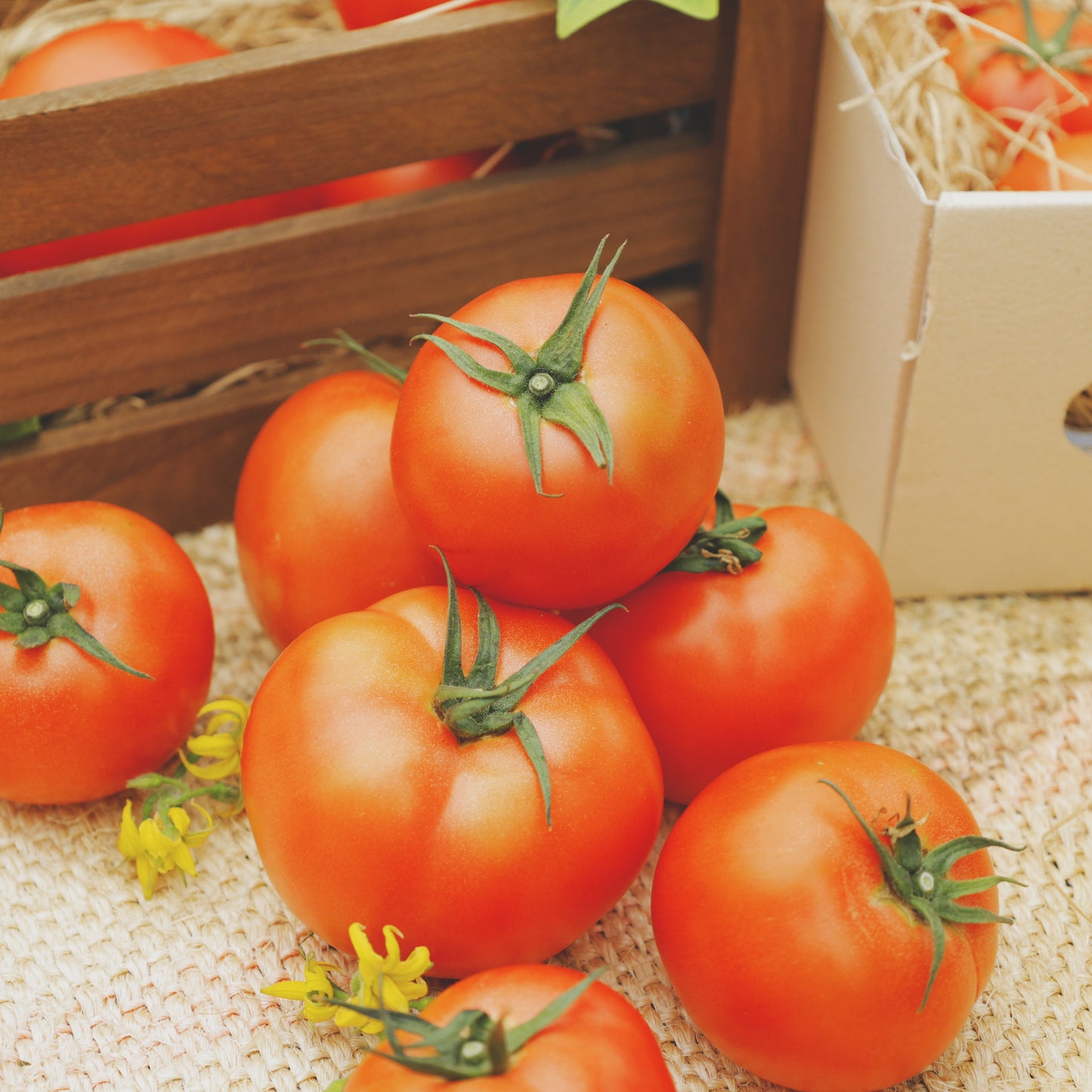 限定100箱 熊本市産 完全樹熟「はやとまと」1kg